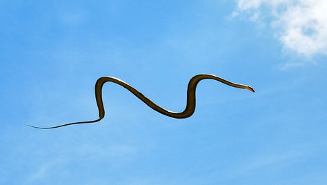 In Southeast Asia, Watch Out For Flying Snakes! Flying Snake, Crawling Animals, Green Anaconda, Mysterious Universe, Types Of Snake, Largest Snake, Asia Tenggara, Wild Creatures, Quick Reads