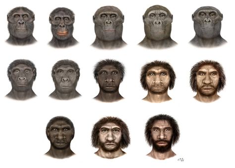 -Australopithecus afarensis  -A. africanus  -Paranthropus aethiopicus  -P.boisei  -P.robustus  -Homo habilis  -H.rudolfensis  -H.ergaster  -H.erectus  -H.heidelbergensis  -H.rhodesiensis  -H.neanderthalensis  -H.sapiens Human Evolution Tree, Biological Anthropology, Homo Habilis, Prehistoric Man, Early Humans, Human Evolution, Human Species, Charles Darwin, Prehistoric Animals