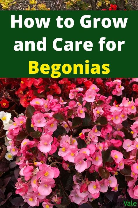 Begonia flower Begonia Flowers, Begonia Plant, Plant Care Houseplant, Greenhouse Plants, Inside Plants, Summer Plants, House Plants Indoor, Shade Plants, Types Of Flowers