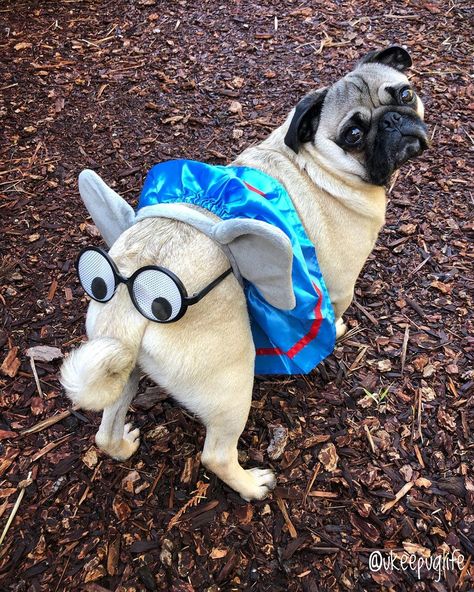 Dumbo was always the butt of everyone’s jokes...🐘 . #dumbo #elephantintheroom #pugbutt #dogbutt #elephantsofinstagram #elephantcostume… Pug Halloween Costumes, Pugs In Costume, Dog Costumes Funny, Elephant Costumes, Magazine Shop, Holloween Costume, Raining Cats And Dogs, Dog Halloween Costumes, Dog Costumes