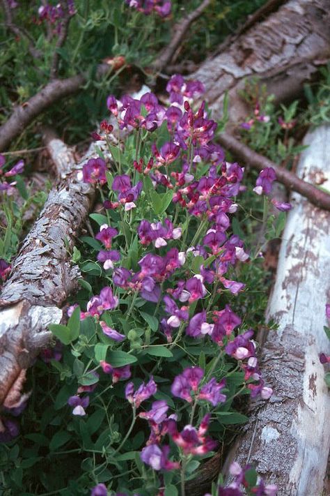 Wild Sweet Pea, Sweet Peas Flowers, Sweet Pea Flowers, Special Flowers, Flower Green, Sweet Peas, My Childhood, Plant Food, Red Hats