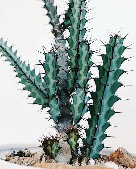 Euphorbia greenwayi Euphorbia Greenwayi, Garden Goals, Cactus Garden, Cactus And Succulents, Cacti And Succulents, Cool Plants, Plant Life, Cactus Plants, Succulent