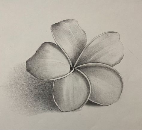 Sketch Ideas Flowers Easy, Shading Flowers Drawing, Pencil Shades Sketches, Easy Drawing With Shading, Flower Drawing Shading, Pencil Shading Flowers, Pencil Shading Drawings Easy, Drawings With Shading, Value Drawing Ideas