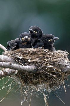 By now, most of us have come across these images of  "baby crows" so often it induces more of a yawn than a fit of aggravation. If, somehow, these images are new to you feel free to check out my po... Baby Crows, Crows And Ravens, Birds Nests, Bird Nests, Baby Birds, Jackdaw, Black Birds, Crows Ravens, Baby Bird