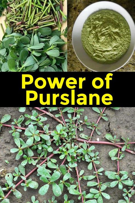 Most people underestimate the power of this plant, probably growing in your own yard... Purslane Plant, Medicinal Herbs Remedies, Medicinal Weeds, Medicinal Wild Plants, Herbal Medicine Recipes, Wild Food Foraging, Herbal Remedies Recipes, Medicinal Herbs Garden, Medical Herbs