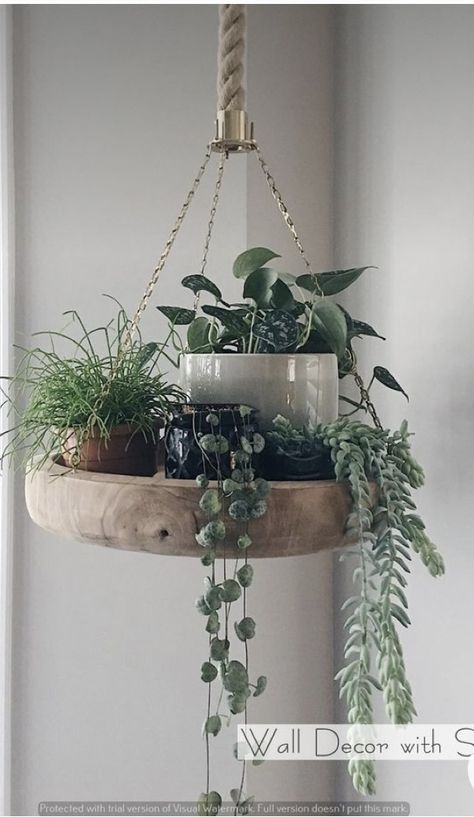 Plant Corner Dining Room, Hanging Plant Hooks, Indoor Plant Ideas, نباتات منزلية, Plant Hanging, Plant Mama, Plants Wall, Crazy Plant Lady, Plant Room