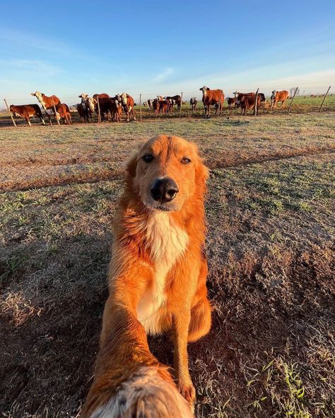 (1) WeRateDogs on X: "This is Preguntale. He's trying his best to become an influencer. Really hopes farmcore is a thing. 12/10 would like and subscribe https://t.co/pAfG5oa9P3" / X Golden Retriever Mix Border Collie, Golden Retriever Border Collie, Adorable Golden Retriever, Dream Life House, Border Collie Mix, Farm Dogs, Collie Mix, Dog Icon, Dog Brain