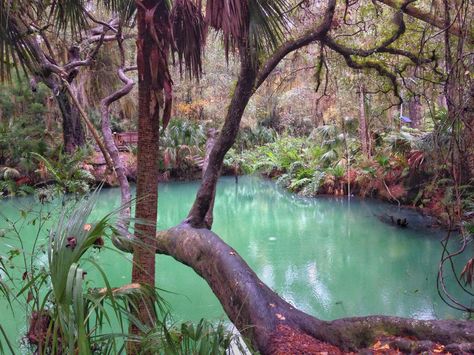 Deltona Florida, Florida Swamp Aesthetic, Defuniak Springs Florida, The Florida Everglades, Blue Springs State Park Florida, Blue Spring State Park Florida, Florida Images, Spring Park, Florida State Parks