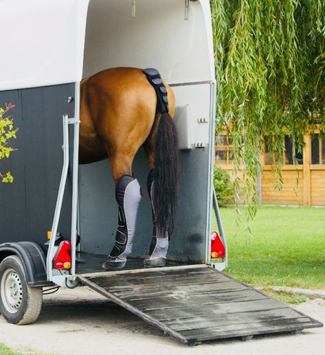 Small Horse Trailer, Horse Transport, Bay Horse, Horse Trailers, Barn Ideas, Editing Inspiration, Horse Drawing, Horse Trailer, Story Book