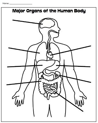 Label Major Organs Human Body Diagram, Human Body Printables, Human Body Worksheets, Anatomy Organs, Free Human Body, Anatomy Coloring Book, Human Body Organs, Body Part Drawing, Body Diagram