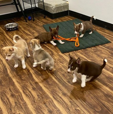 Bark, A Rescue Pub; Restaurant "Serves Up" 100 Cat And Dog Adoptions In First 30 Days Open! Cat Adoption Center, Dog Adoption Center, Mouthwatering Food, Pub Restaurant, Pet Organization, Adoption Center, Teacup Puppies, Sweet Dogs, Cat And Dog