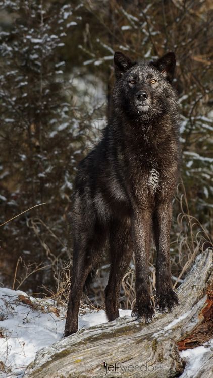 Picture by Jeff Wendorff Tundra Wolf, Wolf World, Wolf Photos, Timber Wolf, Wolf Love, Wild Wolf, Wolf Pictures, Wolf Spirit, Beautiful Wolves