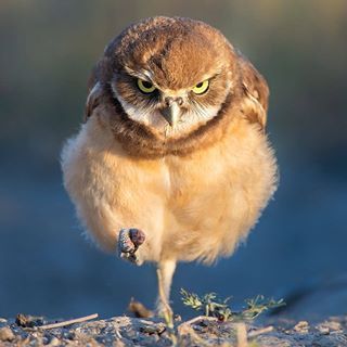 #cuteanimals hashtag on Instagram • Photos and Videos Eyes Photo, Owl Photography, Burrowing Owl, Photos Of Eyes, Owl Pictures, Beautiful Owl, Owl Lovers, Instagram Baby, Gorgeous Eyes