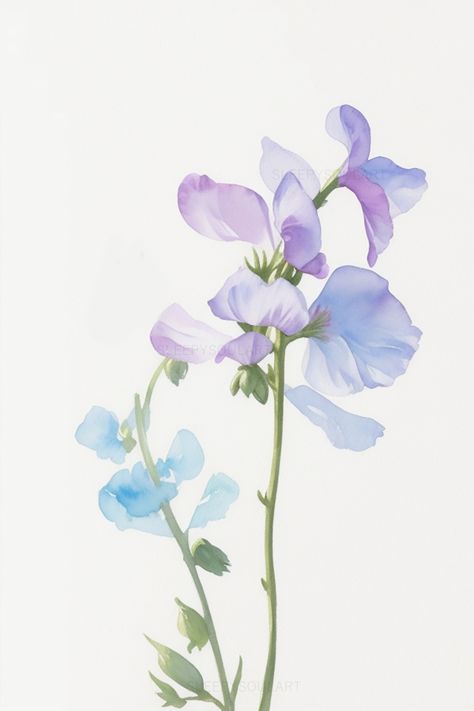 Sweet Pea Artwork, Sweet Pea Flowers Watercolor, April Birth Flower Tattoo Daisies Sweet Peas, April Birth Flower Tattoo Sweet Peas, Sweet Pea Flowers Aesthetic, Sweet Pea Birth Flower, Sweet Pea Watercolor, Daisy And Sweet Pea, April Sweet Pea