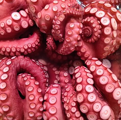 Octopus Squid, Octopus Art, Underwater Life, Gcse Art, Pastry Chef, Gorillaz, Ocean Life, Kraken, Splatoon