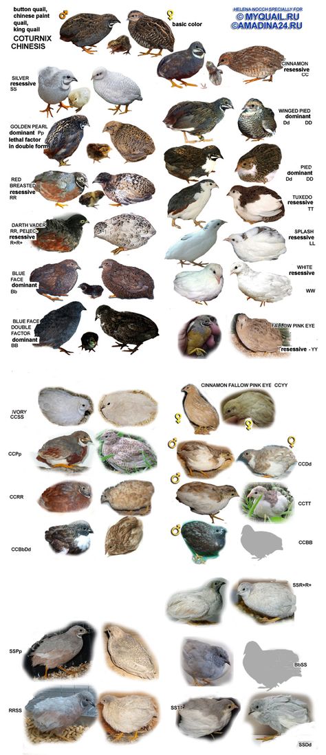 Button quail male and female color mutations. Quail Pen, Quail House, Como Plantar Pitaya, Button Quail, Quail Coop, Raising Quail, Quails, Mini Farm, Quail Eggs