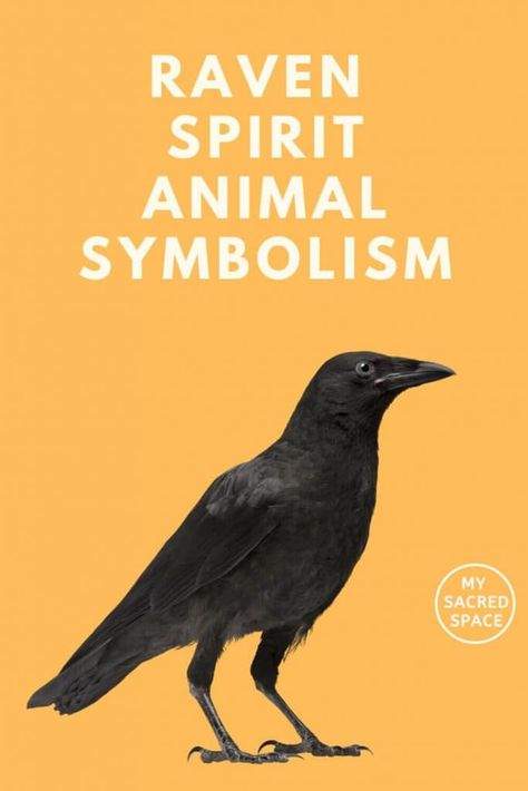 What Does a Raven Spirit Animal Mean and Symbolize? - My Sacred Space Design Raven Meaning Spirit Guides, Raven Spirit Animal, Crow Spirit Animal, Find Your Spirit Animal, Spirit Animal Meaning, Celtic Raven, Animal Meanings, Quoth The Raven, Raven Bird