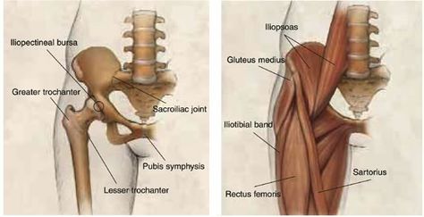 Can We Get Rid Of Hip Dips? And Why The Heck We Have Them 1 Hips Dips Before And After, What Are Hip Dips, How To Widen Hips, Rid Of Hip Dips, Fitness Knowledge, Dip Workout, Fit Boy, Inside Out Style, Gluteus Medius