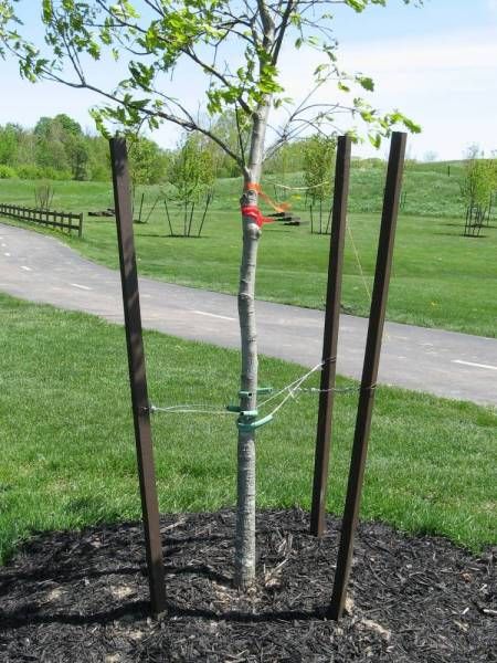 How to Stake a Tree | Backyard Gardening Blog - The short answer is DON'T. The trees will grow tall and spindly instead of getting strong. Growing Taller, Tree Stakes, Dream Backyard Garden, Tree Support, Porch Plants, Backyard Gardening, Garden Solutions, Backyard Paradise, Root System