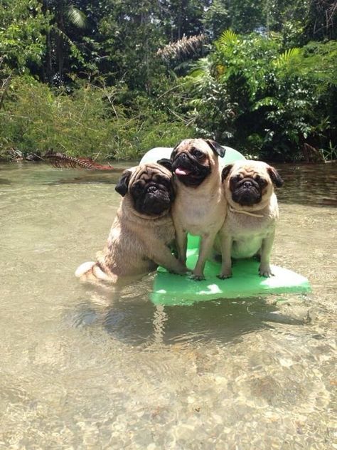 we are taking a bath.Who wants to join with us? #puglife #pugs #dog #puglove #pug #puglia Pug Videos, Baby Pug, Photo Animaliere, Pug Dogs, Pug Pictures, Psy I Szczenięta, Pug Puppies, Pugs Funny, Cute Pugs