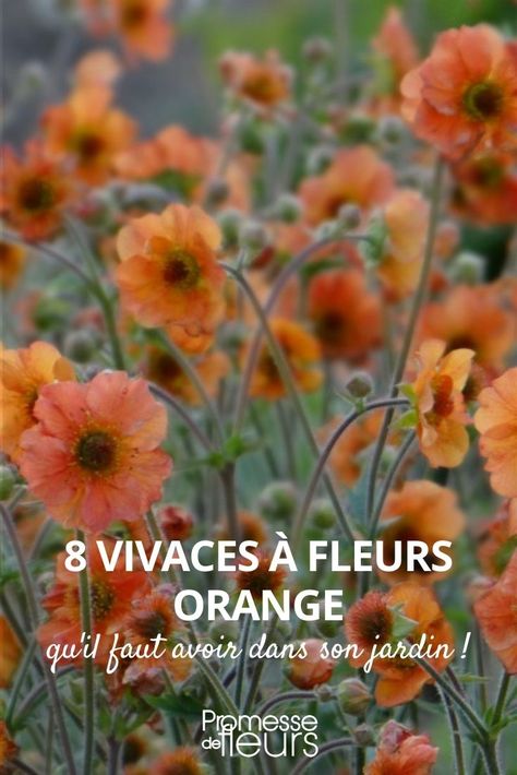 Deco Orange, Fleur Orange, Orange Ombre, Orange, Plants, Flowers