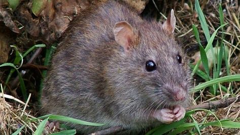 Combine a global pandemic and a warm winter and you get … rats? | CBC News Roof Rats, Norway Rat, Rattus Rattus, Rat Poison, Rodent Control, Flea Prevention, Bacolod, Bees And Wasps, Bug Control