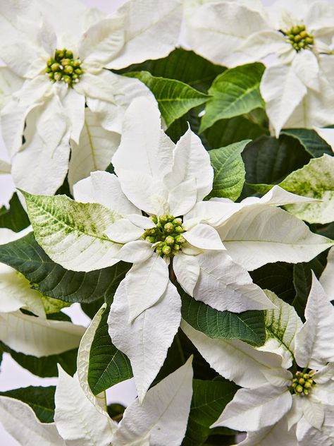 White Poinsettia, Poinsettia Plant, Homemade Ideas, Classic Christmas Decorations, Poinsettia Flower, Minimalist Christmas, Christmas Flowers, Winter Flowers, Wreath For Front Door