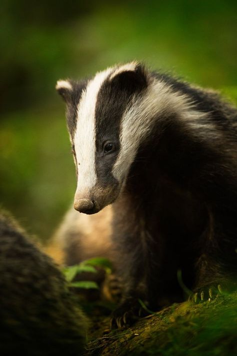 #car_sez: I feel so conflicted. Even my coloring screams "indecisiveness". Can you help me, doc? I believe I am a butterfly stuck in the body of a skunk!   Animal portraits: Bean (Badger), Peak District National Park, Derbyshire Regard Animal, Animal Photography Wildlife, Wild Animals Photography, Animals Tattoo, Photo Animaliere, Wild Photography, Peak District National Park, British Wildlife, Wildlife Photos