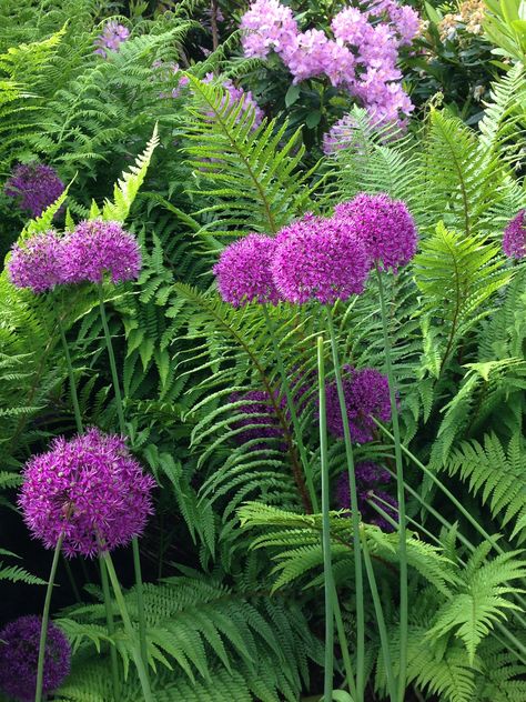 Alliums, ferns and Rhododendrons Shady Border, Plants Under Trees, Shade Garden Design, Ferns Garden, Shade Garden Plants, Woodland Garden, Plant Combinations, Design Garden, Perennial Garden