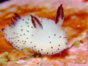 Sea Bunnies, Fish, Instagram Post, On Instagram, Instagram