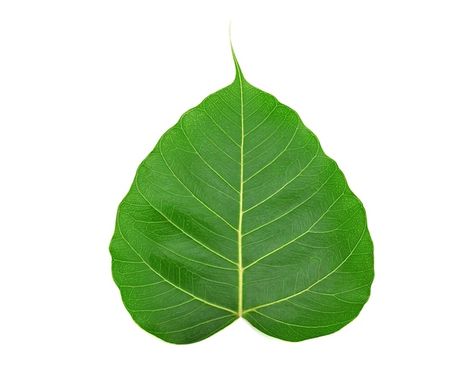 Green bodhi leaf of buddha isolated on w... | Premium Photo #Freepik #photo #plant-texture #green-nature #nature-leaf #leaf Bodhi Leaf, Plant Texture, Cool Paper Crafts, Raw Photo, Banyan Tree, Certificate Design, Gaming Wallpapers, Tree Leaves, Green Nature