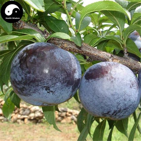 Buy Purple Plum Fruit Seeds Plant Prunus Salicina For Chinese Fruit Li Sweet Chestnut Tree, Chinese Fruit, Prune Fruit, Plum Trees, Fruit Bushes, Sweet Chestnut, Bonsai Seeds, Unique Vegetables, Plum Fruit