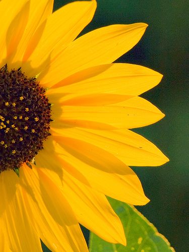 half sunflower Half Sunflower Painting, Half Sunflower Drawing, Coloured Butterfly, Half Sunflower, Sunflower Drawing, Sunflower Pictures, Flower Art Drawing, Drawings Ideas, Painting Subjects