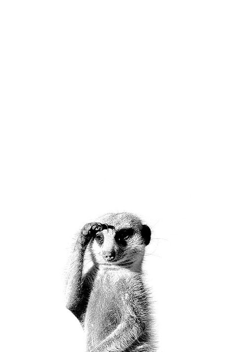 Arte Dachshund, Pictures Black And White, Funny Face Photo, Cutee Animals, Animal Illustration Art, Animal Guides, Iphone Lockscreen Wallpaper, Wallpaper Iphone Neon, Photo Vintage