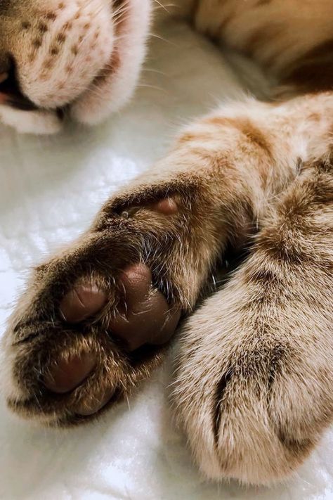 Cat Paws Aesthetic, Cat Paw Aesthetic, Paw Wallpaper, Brown Cat, Paw Pads, Cat Paw, Cat Aesthetic, Kitty Cats, 2024 Vision