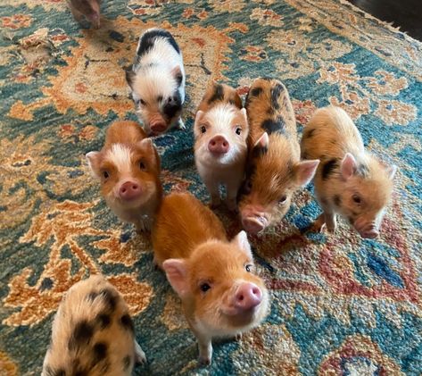 Baby Piglets, Miniature Pigs, Micro Pigs, Teacup Pigs, Pet Parent Gifts, Cute Piglets, Baby Farm Animals, Mini Pigs