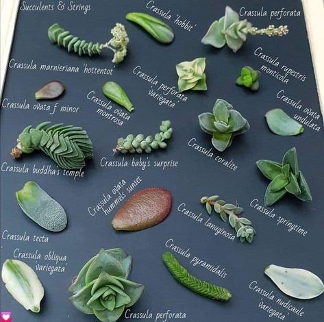 Suculent Plants, Types Of Succulents Plants, نباتات منزلية, Succulent Garden Design, Plant Care Houseplant, Succulent Garden Diy, Propagating Succulents, Types Of Succulents, Inside Plants