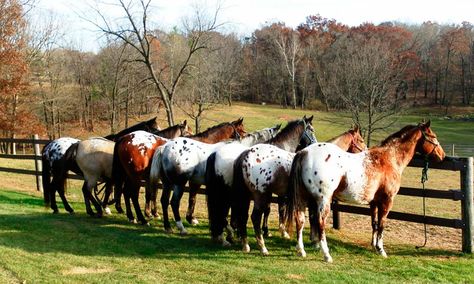 5 Fun Facts About Appaloosas - COWGIRL Magazine Stunning Horses, Amazing Horses, Horse Pics, Cowgirl Magazine, Quarter Horses, American Quarter Horse, Appaloosa Horses, Majestic Horse, All The Pretty Horses