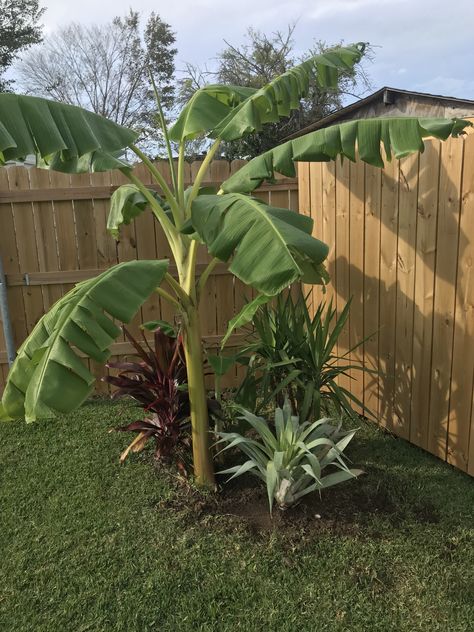 Circle Garden, Arizona Backyard, Indian Garden, Banana Plants, Garden Decor Projects, Banana Tree, Home Garden Design, Exotic Fruit, Edible Plants