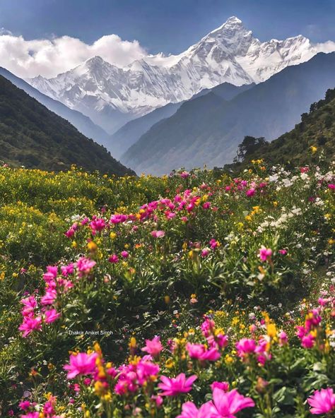 Valley Of Flowers India, Valley Of Flowers Uttarakhand, Nanda Devi, Flower Valley, Enchanting Places, Hd Landscape, Car Delivery, Geographical Features, Mountains Aesthetic