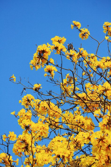 Download the Blossom Dwarf Golden Trumpe flowers with blue sky. Tabebuia chrysotricha flowers 22919348 royalty-free Stock Photo from Vecteezy for your project and explore over a million other images and backgrounds. Free Stock Photos, Blue Sky, Royalty Free Stock Photos, Blossom, Royalty, Royalty Free, For Free, Stock Photos, Yellow