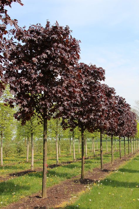 Did you know that we not only have Japanese maples for the best autumn colour in your garden, but some other maple trees varieties too? These colourful full-sized trees will bring incredible beauty to your garden, just take a look at our selection! Small Garden Trees Uk, Maple Tree Varieties, Burgundy Garden, Acer Platanoides, Small Trees For Garden, Red Maple Tree, Tree Lined Driveway, Spring Fruit, Open Wings