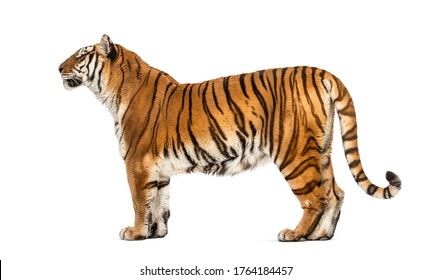 Easy Tiger Drawing, Tiger Sketch, Tiger Walking, Tiger White, Tiger Images, Green Leaf Background, Tiger Drawing, Jungle Scene, Tropical Background