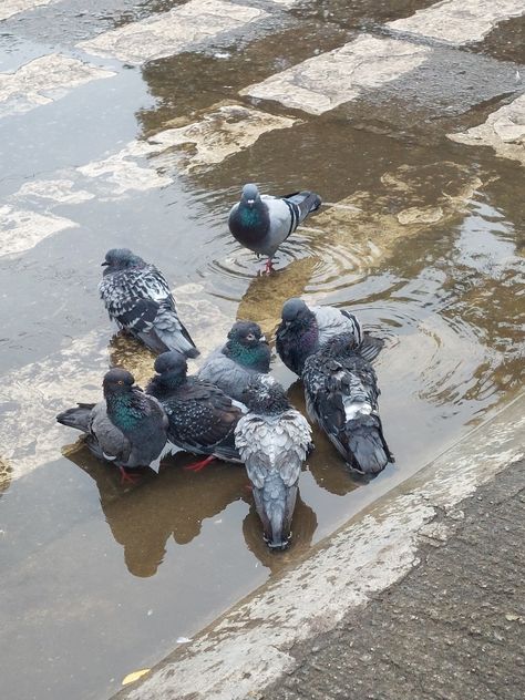 kalapati, doves, birds, bevy, grey aesthetic, grey and brown cover photo, streets aesthetic Brown Cover Photo, Philippine Photography, Streets Aesthetic, Zamboanga City, Aesthetic Grey, Fake Pics, Happy 17th Birthday, Grey Aesthetic, Gray Aesthetic