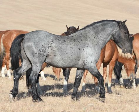 Blue Roan Mustang, Horse Blue Roan, Blue Roan Horse, Roan Horse, Horse Markings, Horse Inspiration, Pine Nut, Mustang Horse, Blue Roan