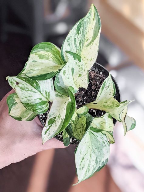 Mint Plant Care, Manjula Pothos, Pothos Care, Jade Pothos, Pothos Plant Care, Plant Care Guide, Epipremnum Aureum, Mint Plants, Leafy Plants