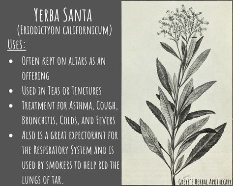 Yerba Santa - The Herb of Sacred Healing