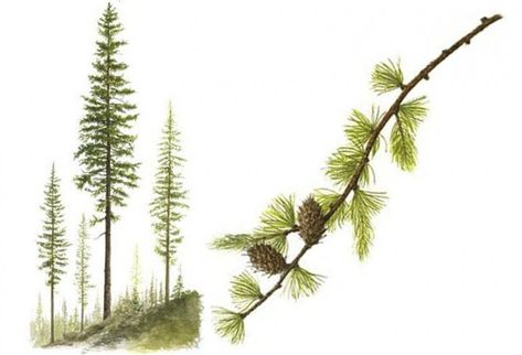 Western Larch Larch Tree, Tree Study, Wood Magazine, Plant Tattoo, Diy Landscaping, Tree Illustration, Watercolor Trees, Tree Drawing, Tree Tattoo