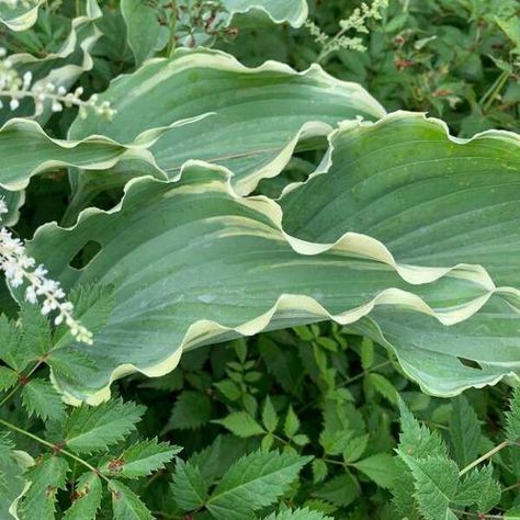 Hosta 'Dancing in the Moonlight' PP35175 (20)ct Flat Hosta Varieties, Lawn Alternatives, Fragrant Garden, Hosta Gardens, Shade Garden Plants, Hosta Plants, Dancing In The Moonlight, Sun Perennials, Evergreen Plants