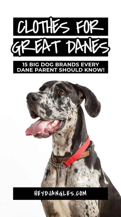 Best Coats & Clothes for Great Danes: 15 Big Dog Brands to Know - incl. Voyagers K9 Apparel, Canada Pooch, Mila + Me, Gold Paw, GF Pet, Chilly Dog, WeatherBeeta and more! Great Dane Jacket Pattern, Great Dane Accessories, Great Dane Sweater, Great Dane Crate, Dog Brands, Canada Pooch, Merle Great Danes, Diy Dog Sweater, Blue Great Danes